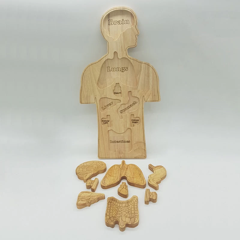 Human Anatomy Puzzle * 3 Human Anatomy Puzzle *