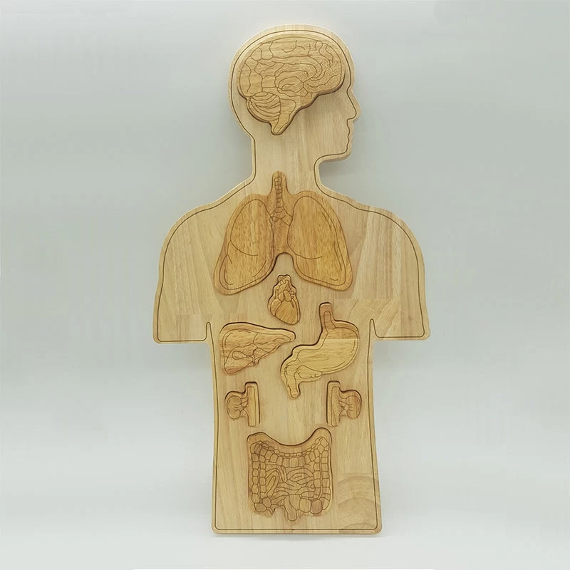 Human Anatomy Puzzle * 4 Human Anatomy Puzzle * - Image 2