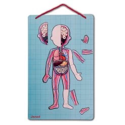 Janod Human Bodymagnet Activity Set 13 Janod Human Bodymagnet Activity Set -Toy Specialty Store JAN05491 4