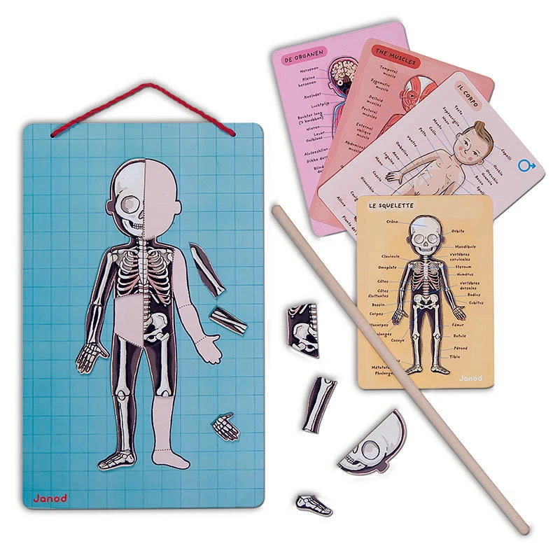 Janod Human Bodymagnet Activity Set 9 Janod Human Bodymagnet Activity Set - Image 7