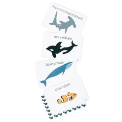 Sea Life Flash Cards -Toy Specialty Store SeaLifeFlashCards White
